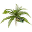 Zoo Med Naturalistic Flora Terrarium Plants Zoo Med Laboratories