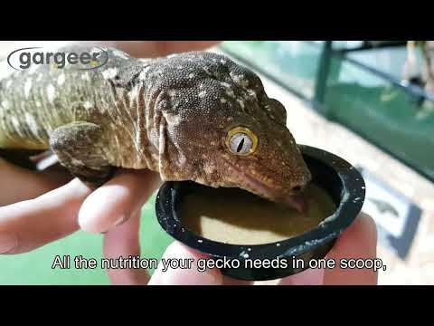 Gargeer "Gentle Geck" Crested Gecko superfood complete diet formula.