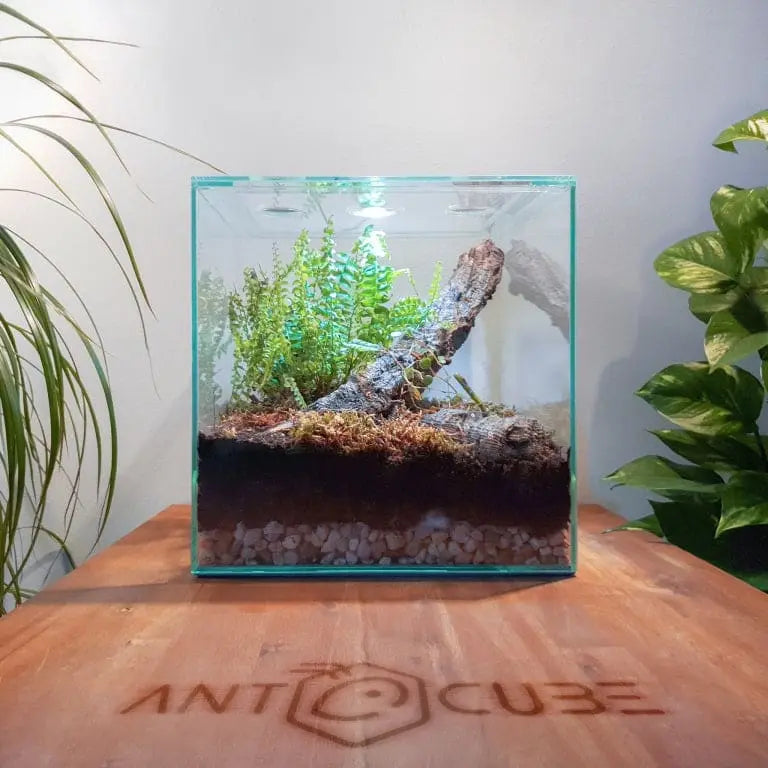 ANTCUBE Vivarium 30x30x30 - Cube Antcube