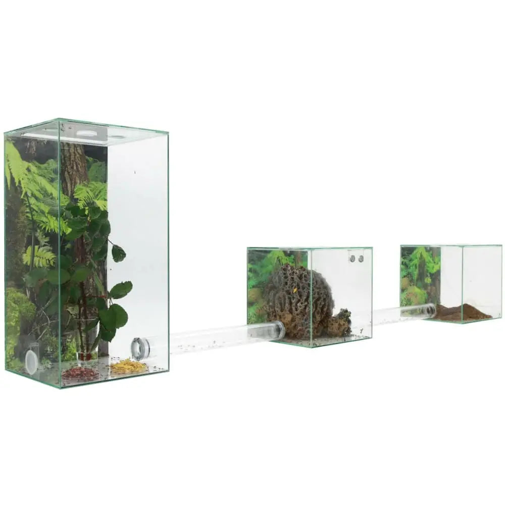 ANTCUBE – Starter Set for Leaf Cutter ants – Large Antcube