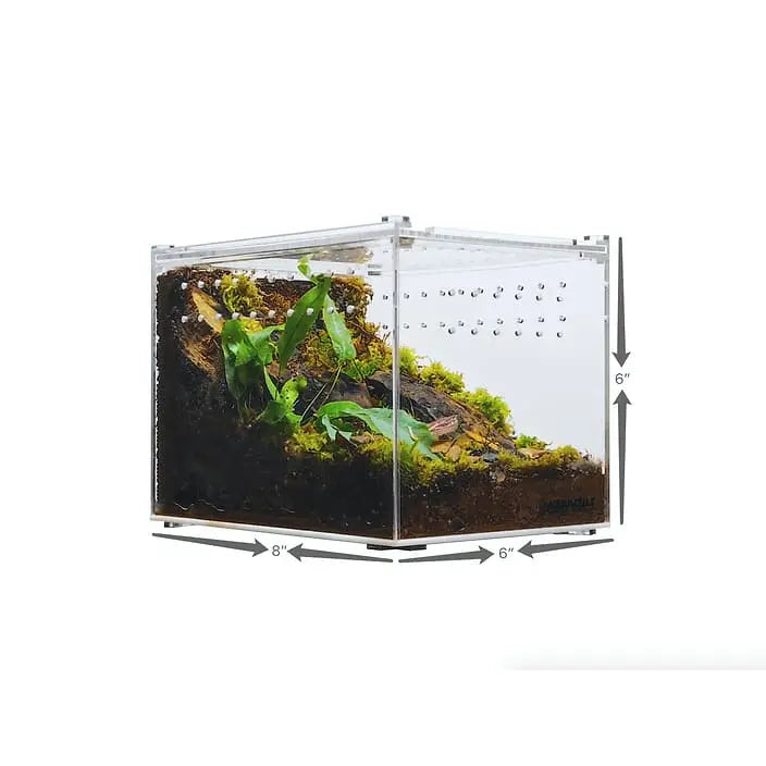 Acrylic Enclosure Clear Top Reptile Habitat Terrarium cage for Terrestrial Arboreal Tarantula HerpCult