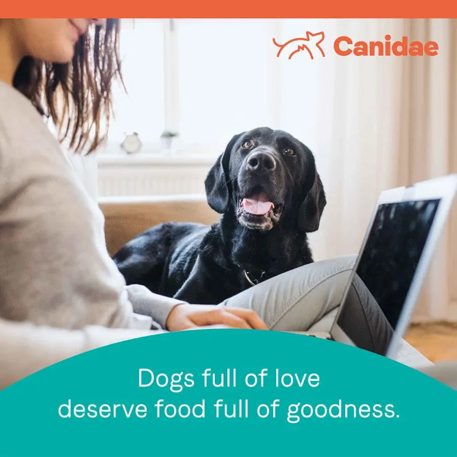 CANIDAE PURE Grain-Free Real Salmon & Sweet Potato Recipe Best Dry Dog Food Canidae CPD