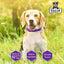 Calming Collar for Dogs Made with Natural Ingredient to Help Your Dog Allays Feel Secure, Happy and Talis Us