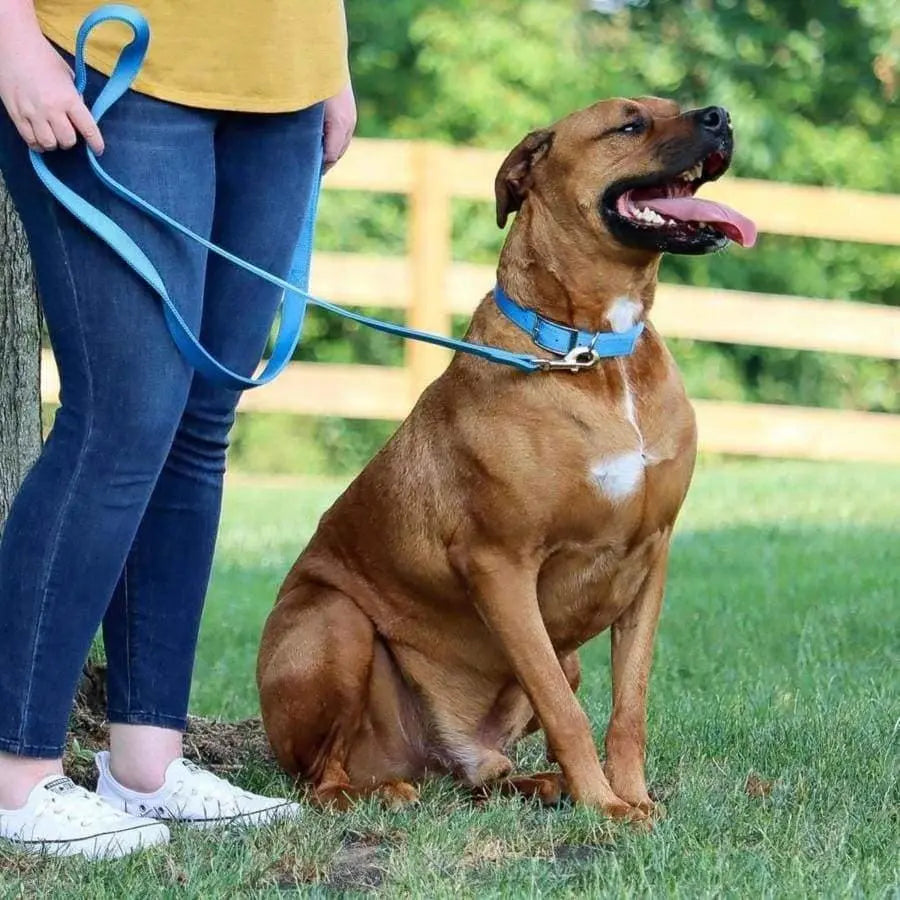 Coastal Double-Ply Nylon Dog Collar Coastal CPD