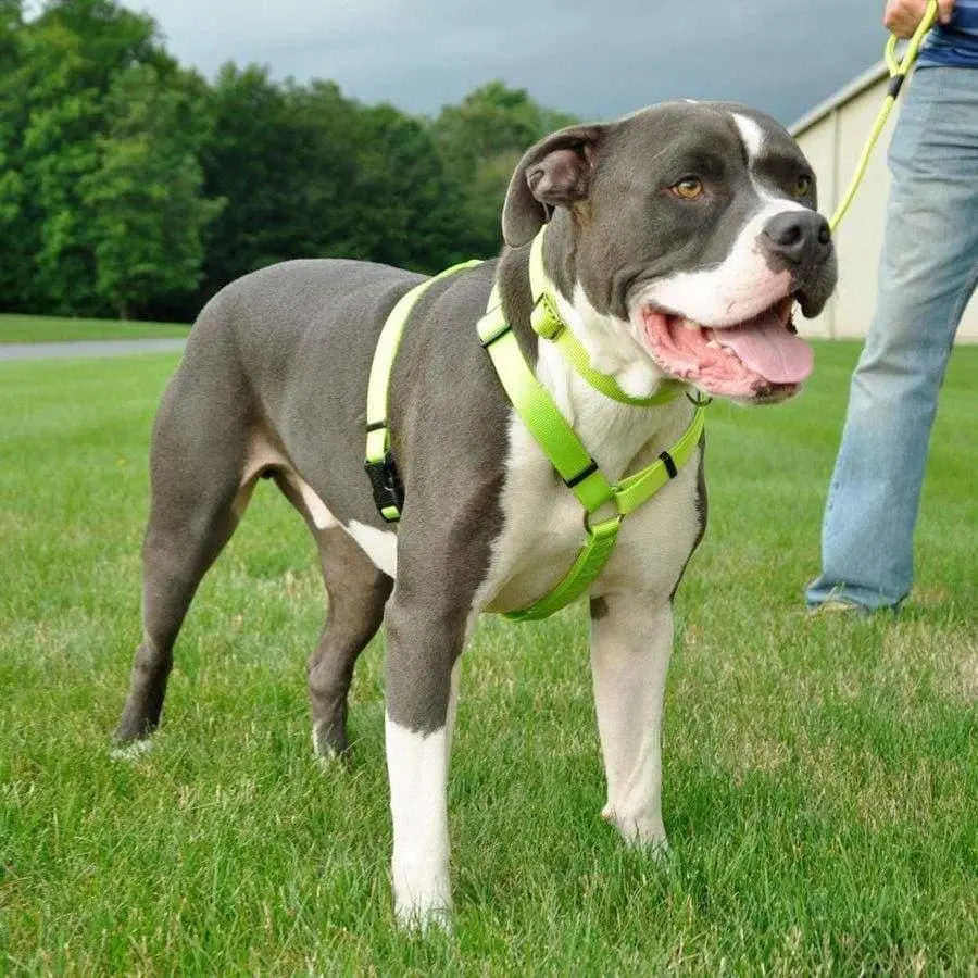 Coastal Standard Adjustable Nylon Dog Harness Coastal CPD