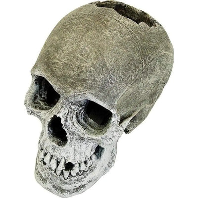 Exotic Environments Life-like Human Skull Blue Ribbon Pet