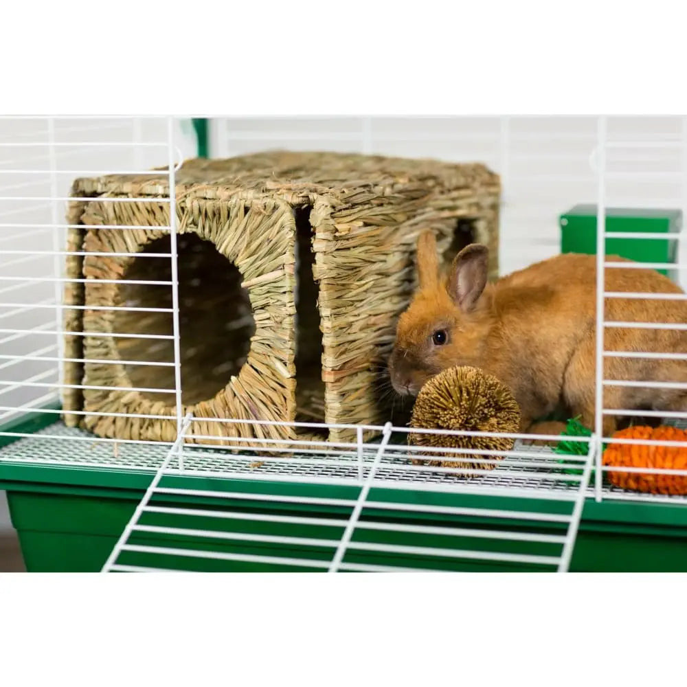 Grassy Nibblers Carrot Prevue Pet