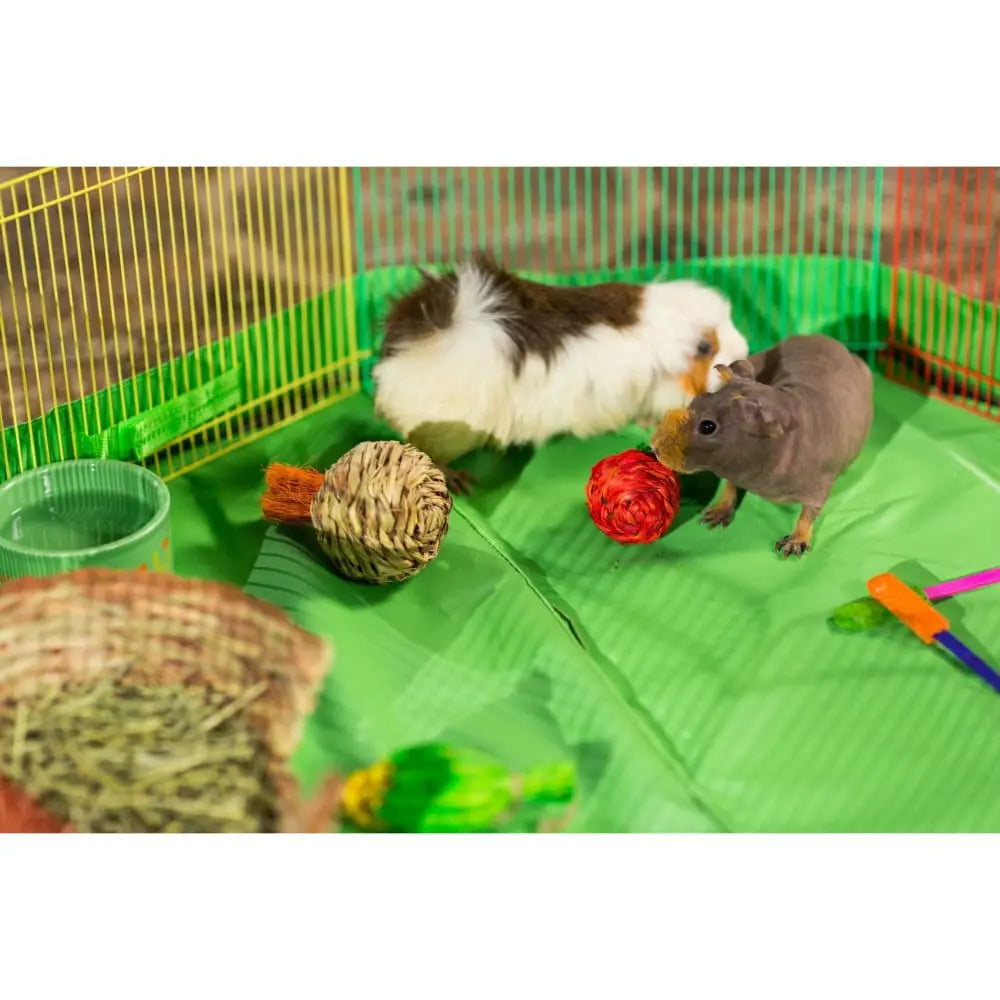 Grassy Nibblers Squash Prevue Pet