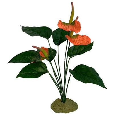 Komodo Anthurium Bush w/ Gravel Komodo