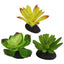 Komodo Desert Succulent Plant 3 pk Komodo