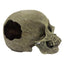 Komodo Full Human Skull Reptile Hideout Full Human Skull Gray One Size Komodo