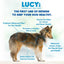 Lucy Pet Products Formula for Life L.I.D. Dry Dog Food Salmon, Pumpkin & Quinoa Lucy Pet Products