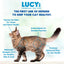 Lucy Pet Products Formulas for Life Dry Cat Food Salmon, Pumpkin & Quinoa Lucy Pet Products