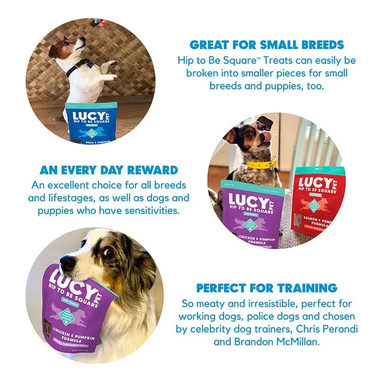 Lucy Pet Products Hip to Be Square Limited Ingredient Dog Treats Lucy Pet Products