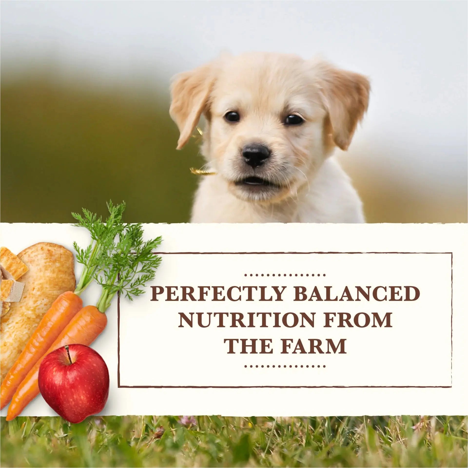 Merrick Whole Earth Farms Healthy Grains Chicken Puppy Canned Dog Food12 / 12.7 oz Whole Earth Farms®