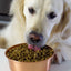 Open Farm® Wild-Caught Salmon & Ancient Grains Dry Dog Food Open Farm