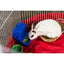 Prevue Pet Products Pet Playpen Ferret, Rabbit Prevue Pet