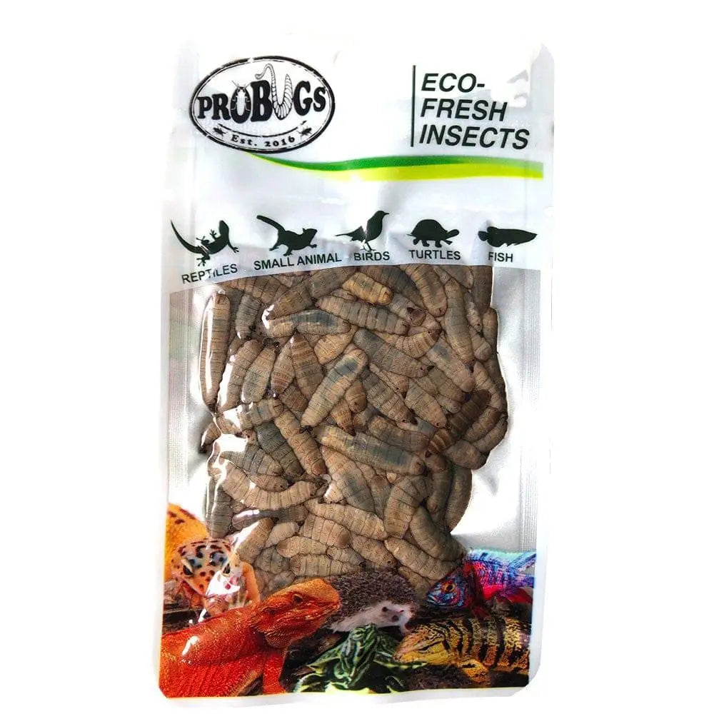 Pro Bugs Eco-Fresh Black Soldier Fly Larvae for Fish, Lizards, Turtles, Wild Birds Food Pro Bugs