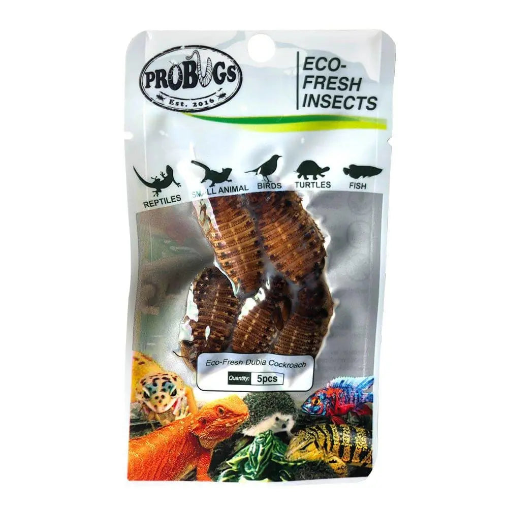 Pro Bugs Eco-Fresh Dubia Roaches for Arowana Fish, Bearded dragons, Small Animals Food Pro Bugs