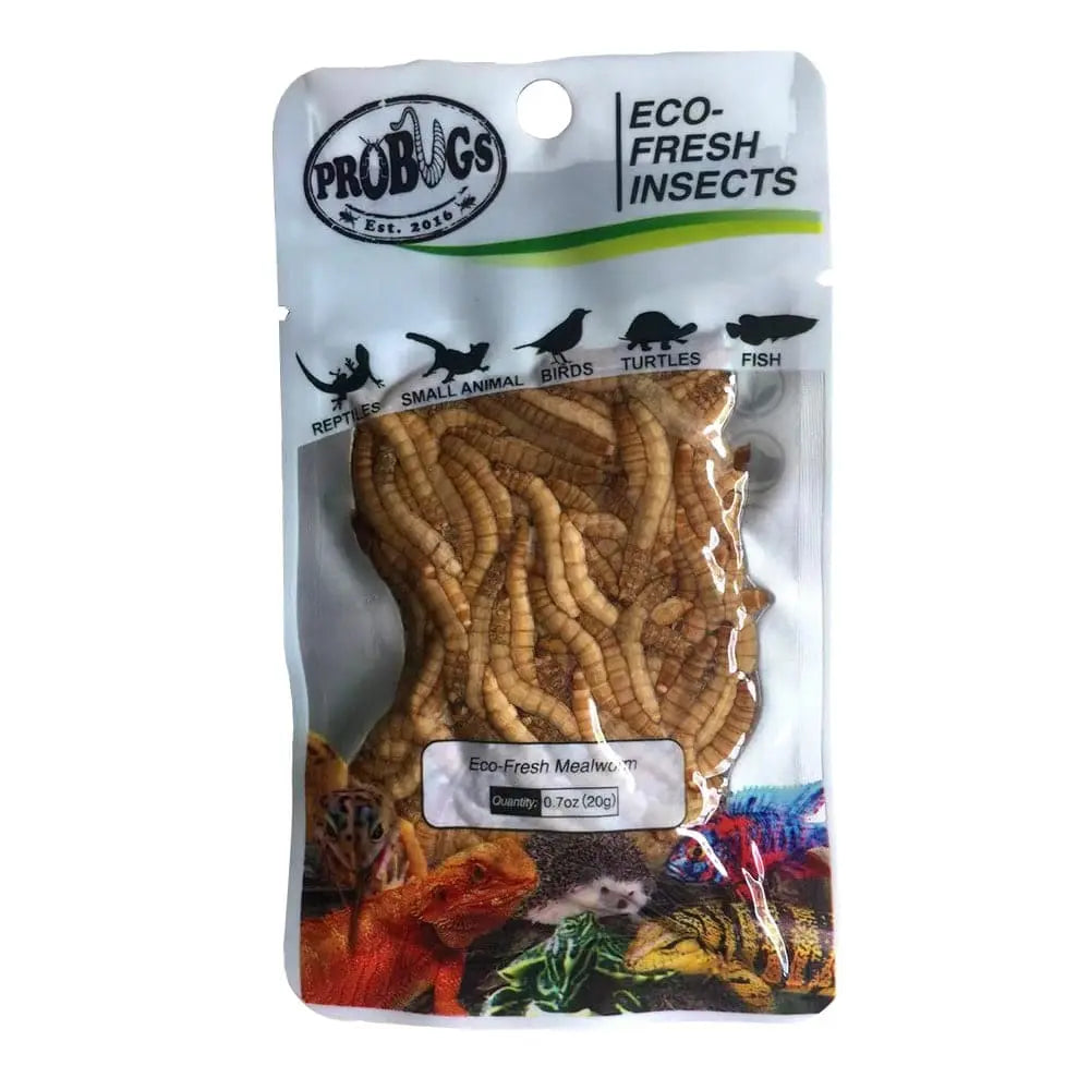 Pro Bugs Eco-Fresh Mealworm for Parrots, Cichlids, Frogs, Hedgehogs, Sugar Gliders Food Pro Bugs