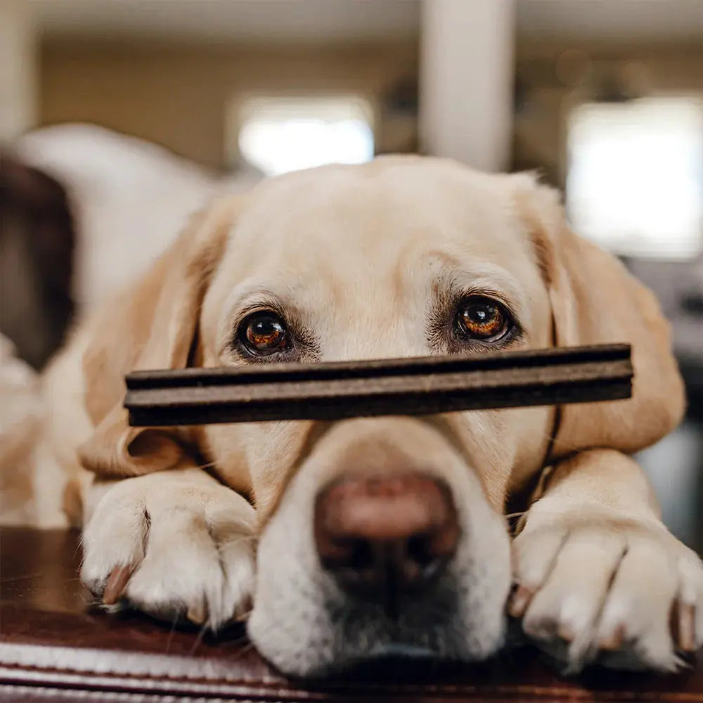 Shameless Pets The Tooth Berry Dental Sticks Dog Treats Shameless Pets