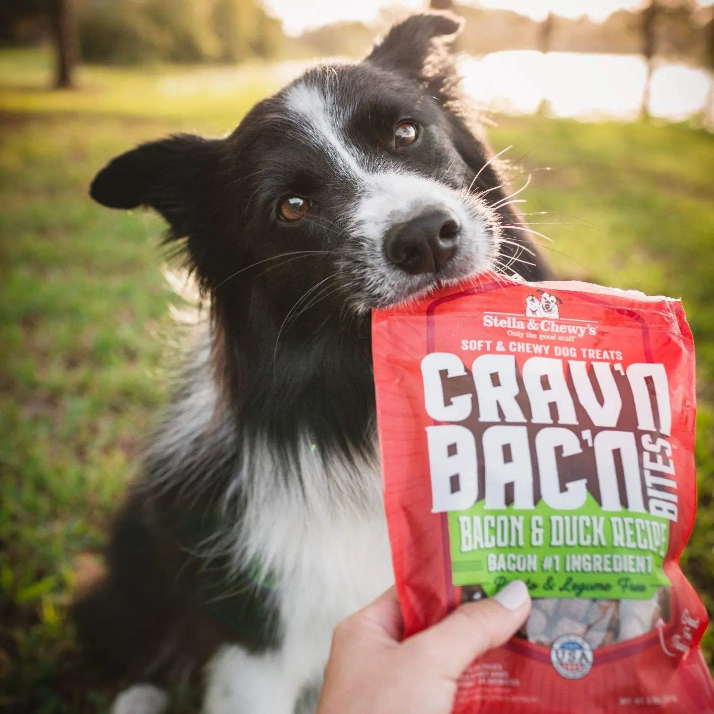 Stella & Chewys Dog Crav'N Bacon Bites Duck 8.25Oz Stella & Chewy's