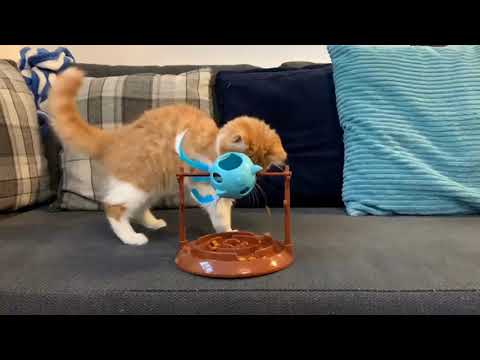 Twirly Bird Cat Treat Dispenser